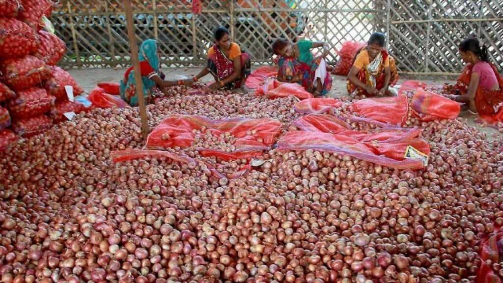 449464 onions pti