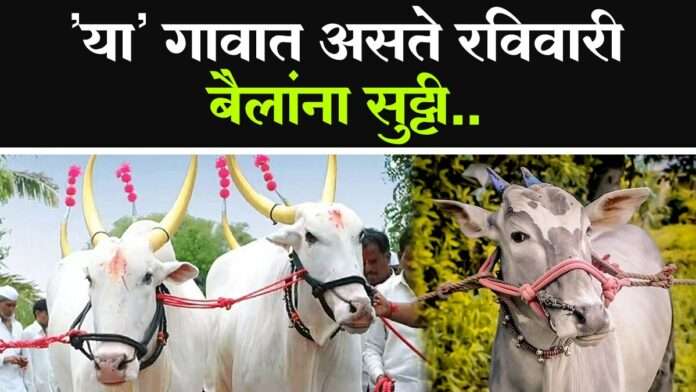 In this village of Jharkhand, there is a holiday for bulls on Sunday.