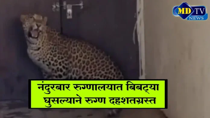 leopard entered in Nandurbar Hospital