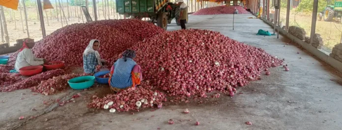 Permission to export tons of onion is new or old Dhule News Today